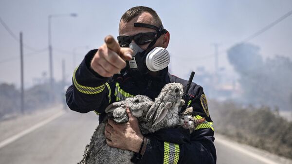 消防員懷抱從希臘羅德島火災中救出的一隻貓和兩只兔子 - 俄羅斯衛星通訊社