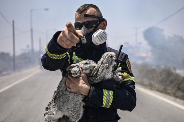 消防員抱著從希臘羅德島火災中救出的一隻貓和兩只兔子。 - 俄羅斯衛星通訊社