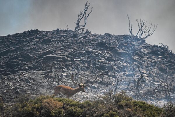 希臘羅德島的火災現場，一隻鹿在煙霧中奔跑。 - 俄羅斯衛星通訊社