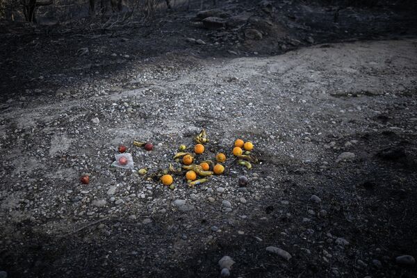 当地居民将水果留在被森林大火烧毁的土地上，以帮助岛上的动物们。 - 俄罗斯卫星通讯社