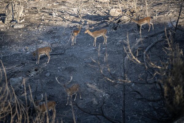 希臘羅德島阿斯克利皮奧附近燒焦的森林里的鹿。 - 俄羅斯衛星通訊社