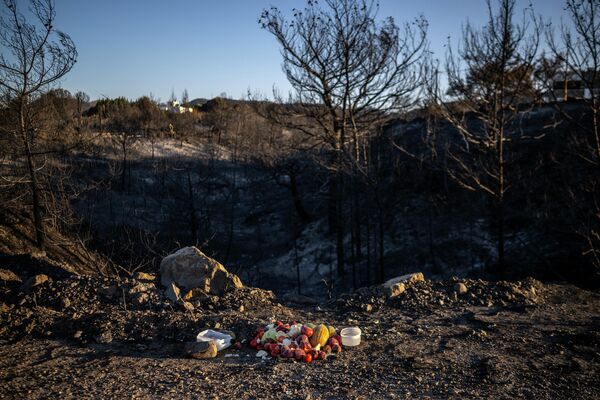 希臘羅德島森林大火後，當地居民在焦土上留下水果和飲用水，以幫助京都村附近的動物們。 - 俄羅斯衛星通訊社