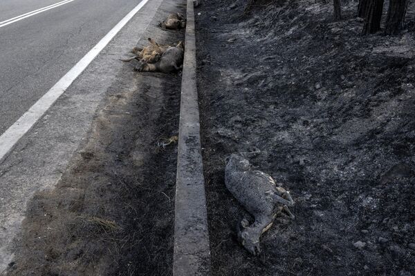 希臘羅德島阿斯克利皮奧附近一條公路旁的山羊屍體。 - 俄羅斯衛星通訊社
