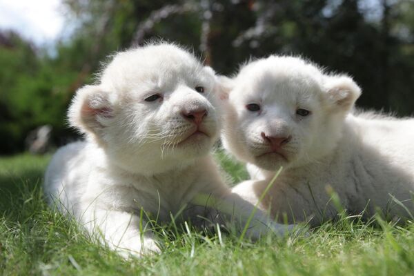 克里米亚泰根野生动物园里的两只十天大的小狮子。 - 俄罗斯卫星通讯社
