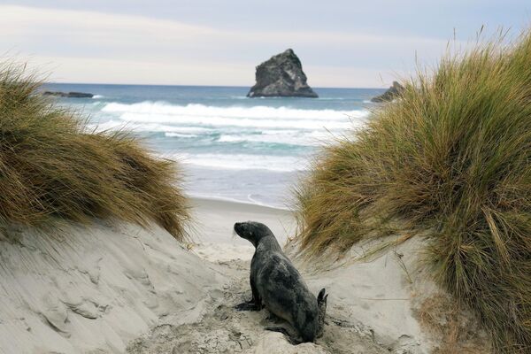 新西兰，一只海狮正在挣扎着前往奥塔哥半岛的白蛉湾海滩。 - 俄罗斯卫星通讯社
