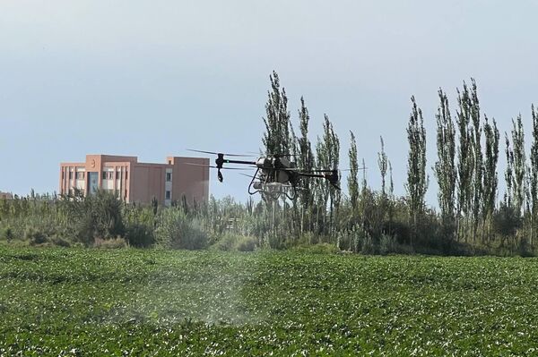 无人机在新疆棉花生产中的应用 - 俄罗斯卫星通讯社