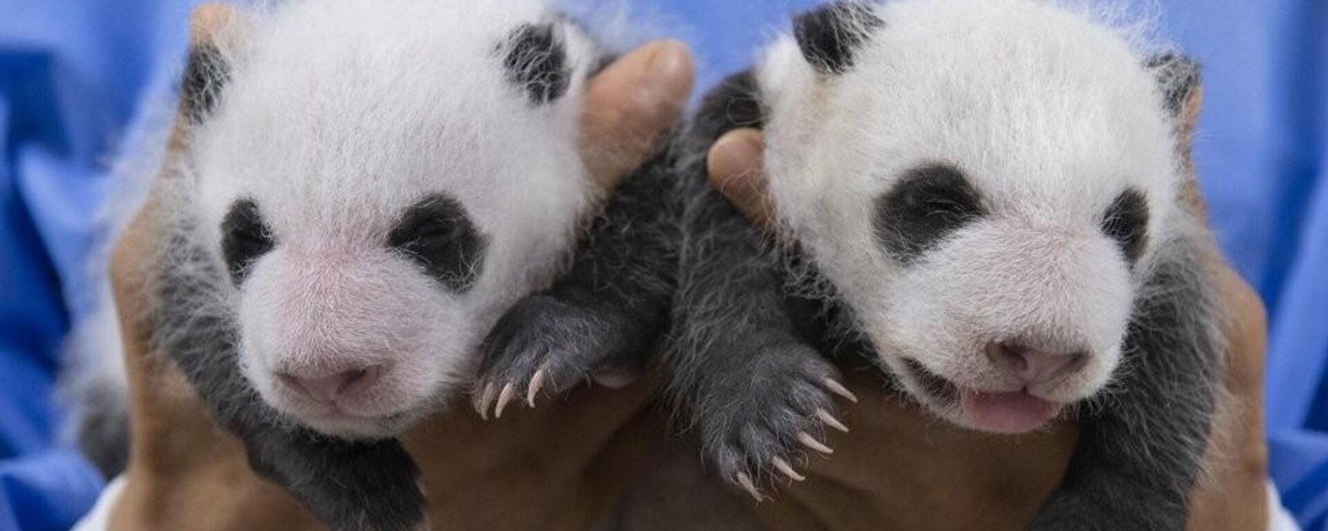 韓國愛寶樂園公開雙胞胎熊貓幼崽滿月照 - 俄羅斯衛星通訊社, 1920, 07.07.2024
