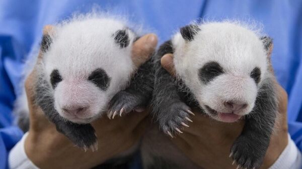 韓國愛寶樂園公開雙胞胎熊貓幼崽滿月照 - 俄羅斯衛星通訊社