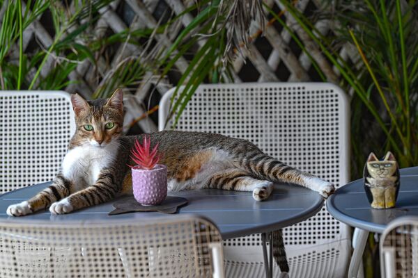 印度，一只猫在孟买国际猫日上在桌子上休息 - 俄罗斯卫星通讯社