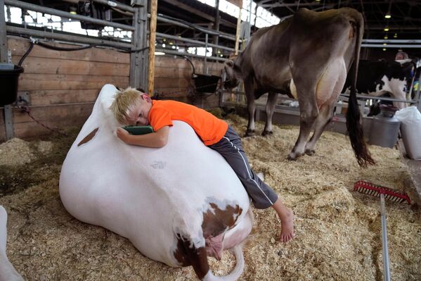 美国爱荷华州，一名五岁男孩趴在牛背上 - 俄罗斯卫星通讯社