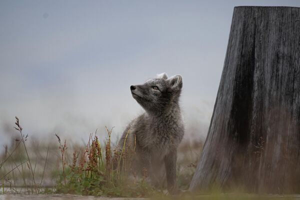 巴倫支堡的小北極狐。 - 俄羅斯衛星通訊社