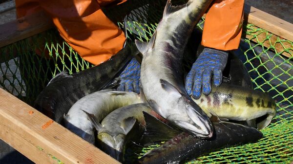 聯邦漁業署：鮭魚捕撈季過半，俄漁民已捕撈54.5萬噸 - 俄羅斯衛星通訊社