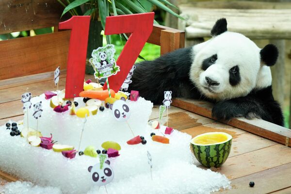 馬來西亞吉隆坡國家動物園，雄性大熊貓“星星” 17 歲生日時在冰蛋糕旁。 - 俄羅斯衛星通訊社