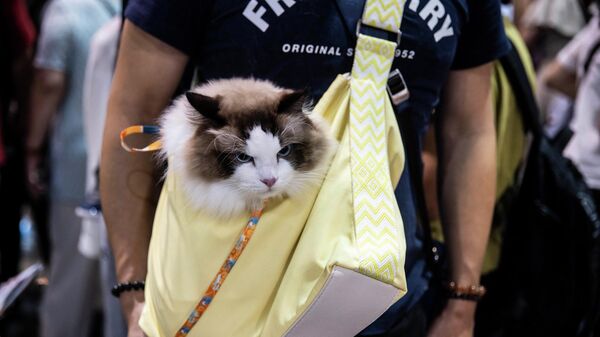 香港猫迷博览会 - 俄罗斯卫星通讯社