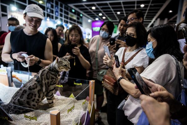 香港猫迷博览会举行，大批猫迷参加活动 - 俄罗斯卫星通讯社