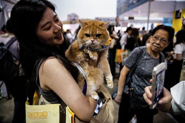 香港猫迷博览会上，一女孩携其宠物猫亮相 - 俄罗斯卫星通讯社