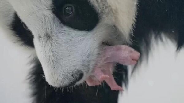 莫斯科市长：大熊猫幼崽在莫斯科动物园出生 这是在俄罗斯出生的第一只大熊猫 - 俄罗斯卫星通讯社