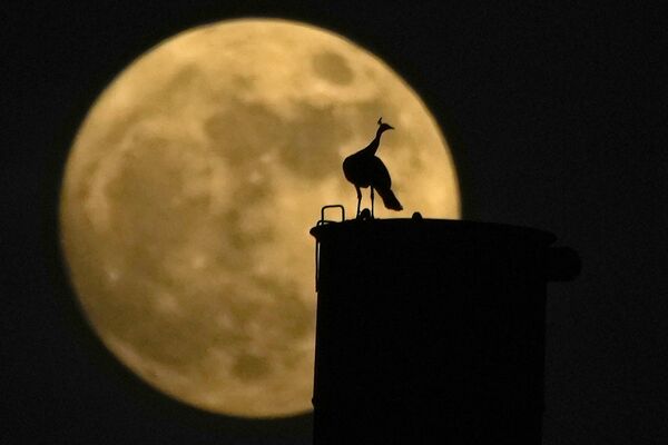 8月30日，印度海得拉巴市，一隻孔雀站在煙囪上，滿月在其身後升起。 - 俄羅斯衛星通訊社