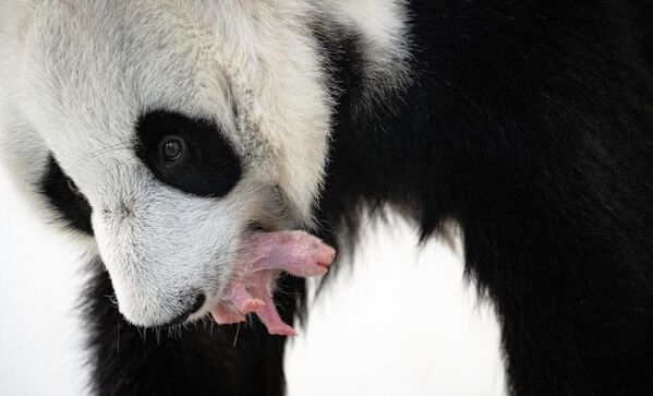 莫斯科動物園的大熊貓“丁丁”在用嘴含起剛出生不久的幼崽。 - 俄羅斯衛星通訊社