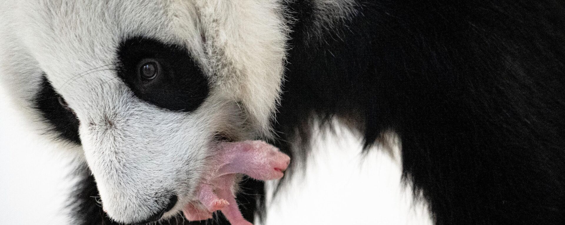 莫斯科動物園的大熊貓“丁丁”在用嘴含起剛出生不久的幼崽。 - 俄羅斯衛星通訊社, 1920, 31.08.2023