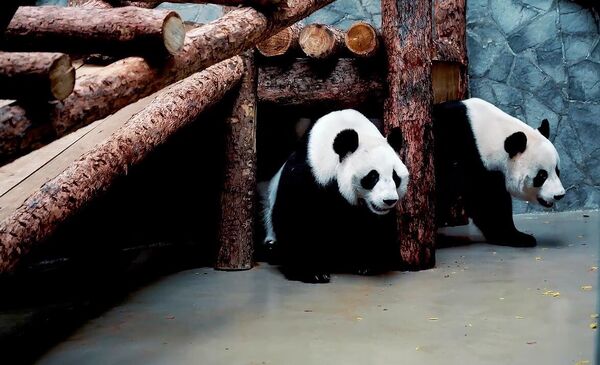 莫斯科动物园里的大熊猫“丁丁”和“如意” - 俄罗斯卫星通讯社