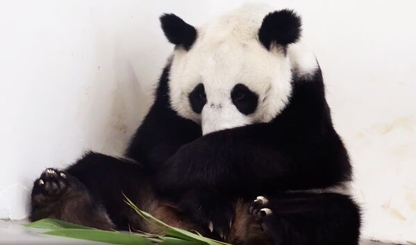 大熊猫“丁丁”盖住刚出生不久的幼崽。 - 俄罗斯卫星通讯社