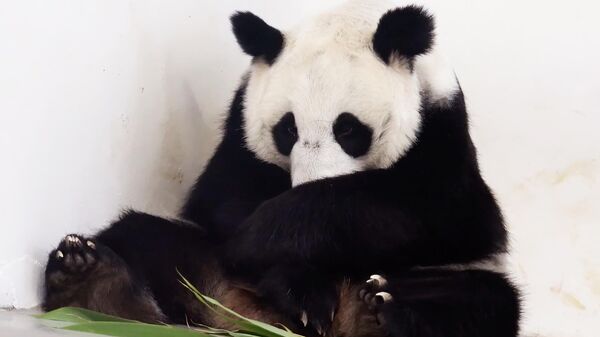 莫斯科動物園的大熊貓“丁丁”蓋住剛出生不久的幼崽 - 俄羅斯衛星通訊社