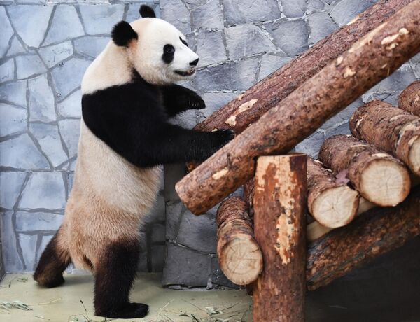 莫斯科動物園裡的大熊貓。 - 俄羅斯衛星通訊社