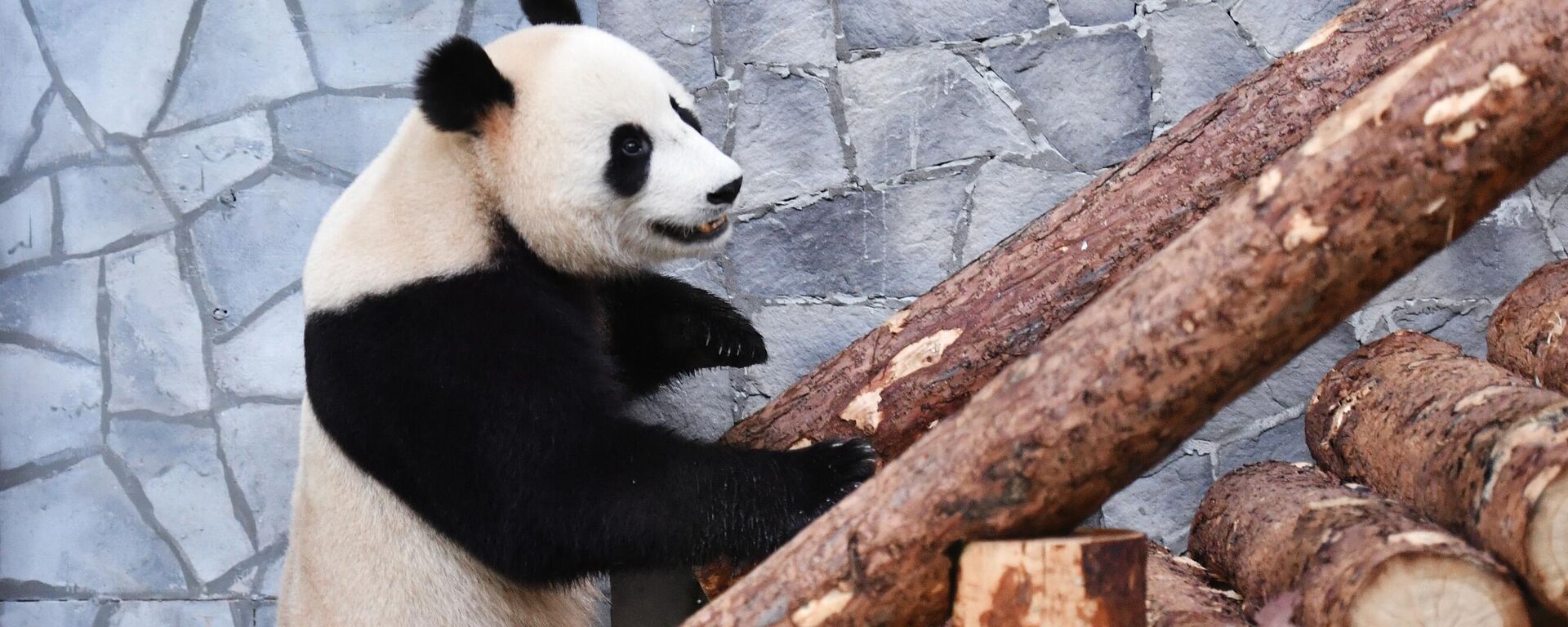 白宫表示愿意迎接新的大熊猫来美 - 俄罗斯卫星通讯社, 1920, 17.11.2023