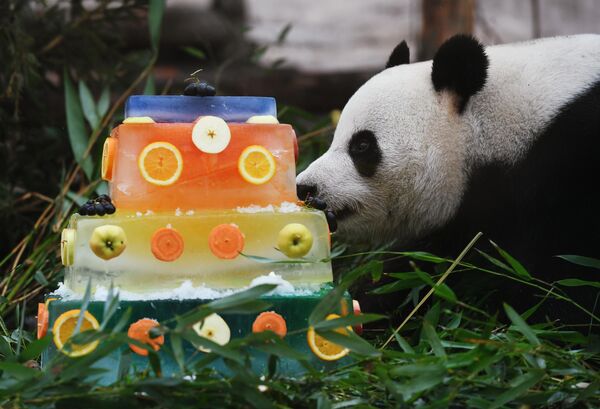 莫斯科动物园内，一只大熊猫吃着游客制作的礼物。 - 俄罗斯卫星通讯社