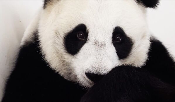 大熊猫“丁丁”护着刚出生的幼崽 - 俄罗斯卫星通讯社