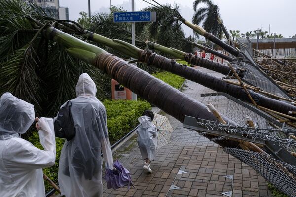 香港，人们从被台风“苏拉”吹倒的大树下穿过。 - 俄罗斯卫星通讯社