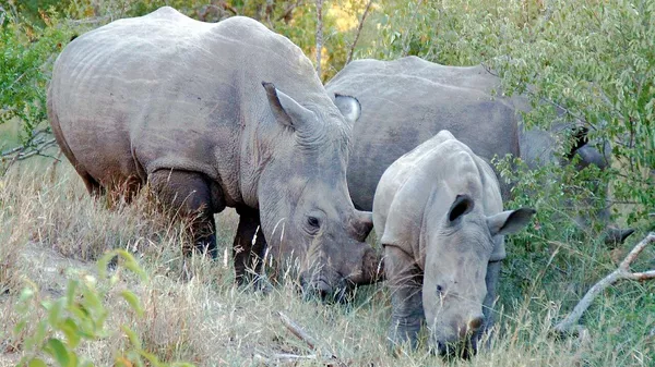 南方白犀牛 - 俄罗斯卫星通讯社