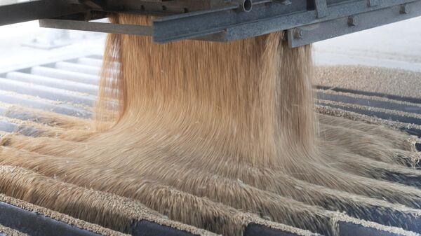 Собранную пшеницу пересыпают из грузовика в элеватор - 俄罗斯卫星通讯社