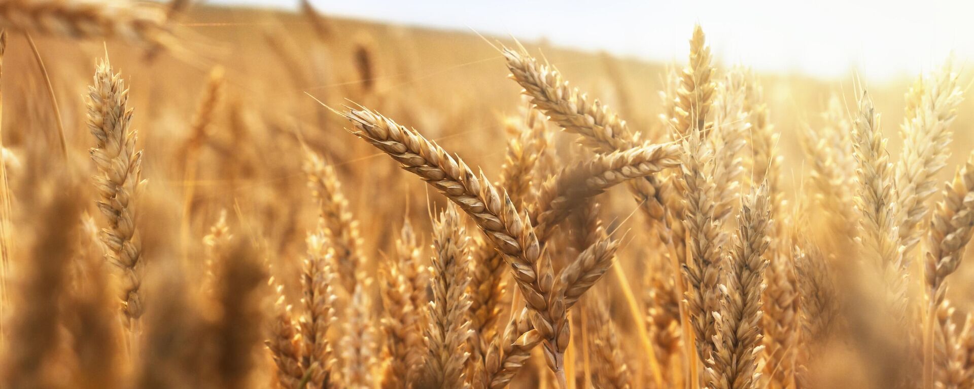 俄农产品出口中心：俄对华小麦供应增8倍 - 俄罗斯卫星通讯社, 1920, 27.06.2024