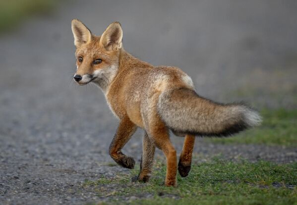 德国，法兰克福郊区的一只狐狸。 - 俄罗斯卫星通讯社