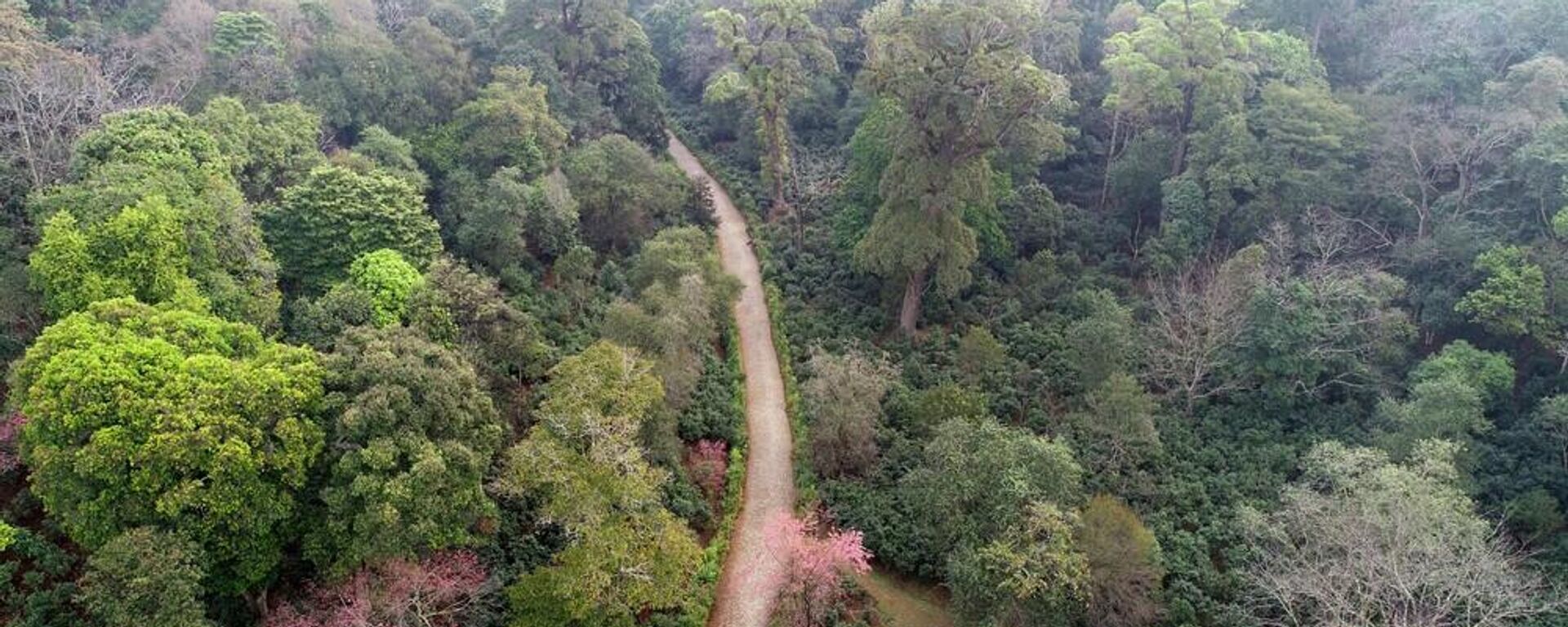 被列入《世界遺產名錄》的普洱景邁山古茶林文化景觀 - 俄羅斯衛星通訊社, 1920, 14.10.2023