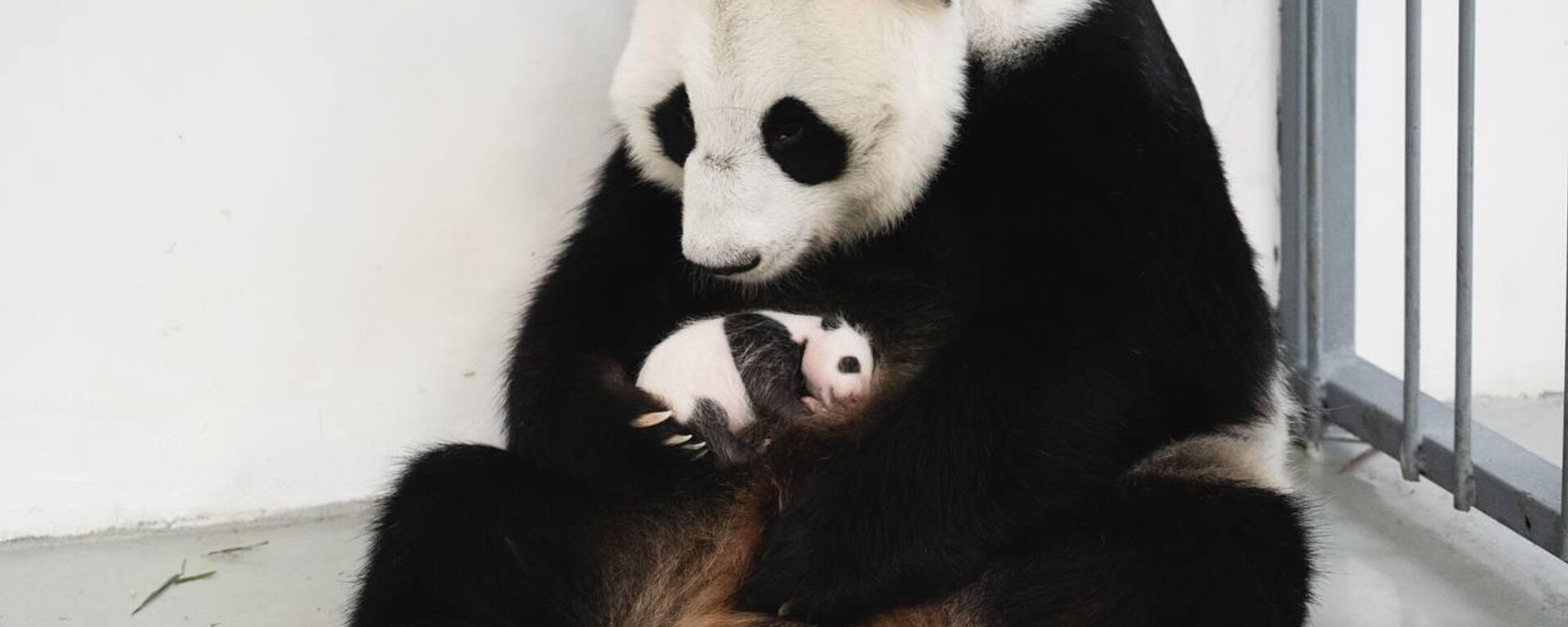 莫斯科動物園的熊貓幼崽已開始爬行 - 俄羅斯衛星通訊社, 1920, 02.12.2023