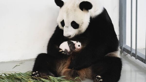 莫斯科動物園的熊貓幼崽已開始爬行 - 俄羅斯衛星通訊社