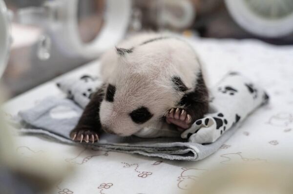 出生在莫斯科動物園的熊貓幼崽是雌性 - 俄羅斯衛星通訊社