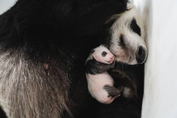 出生在莫斯科動物園的熊貓幼崽是雌性 - 俄羅斯衛星通訊社