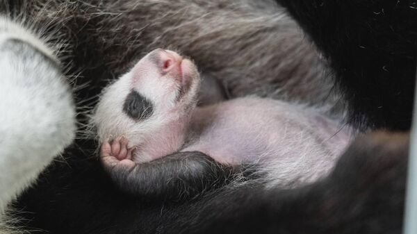 出生在莫斯科动物园的熊猫幼崽是雌性 - 俄罗斯卫星通讯社
