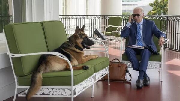 拜登的爱犬已在白宫咬伤11名特勤局特工 - 俄罗斯卫星通讯社