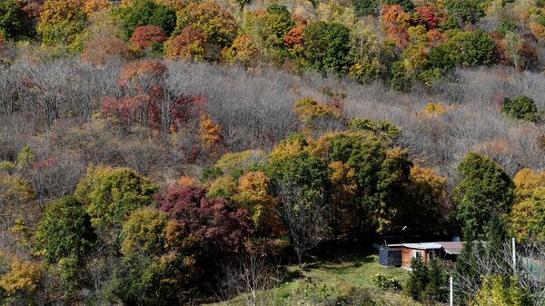 今年前九月近20万名外国游客赴俄滨海边疆区旅游 - 俄罗斯卫星通讯社