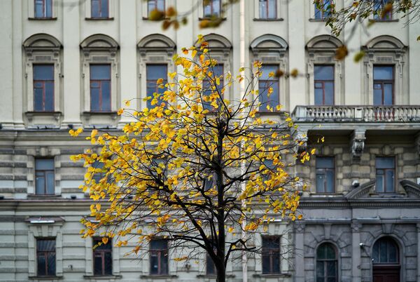 圣彼得堡街边的树 - 俄罗斯卫星通讯社
