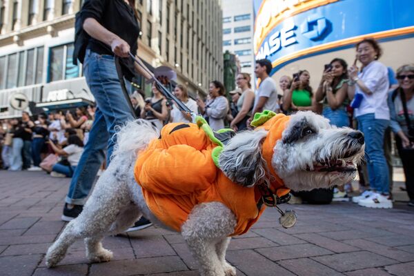 一隻小狗盛裝出席馬薩諸塞州波士頓的狗狗萬聖節慶祝活動。 - 俄羅斯衛星通訊社
