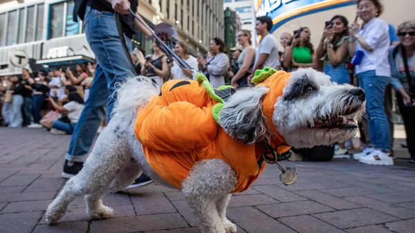一只小狗盛装出席马萨诸塞州波士顿的狗狗万圣节庆祝活动。 - 俄罗斯卫星通讯社