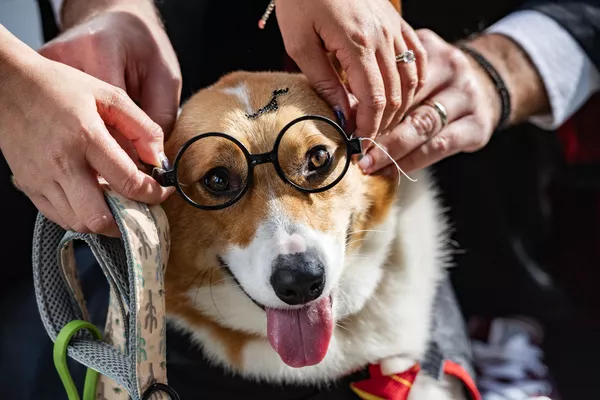 Собака в костюме на праздновании Хэллоуина Doggone в Бостоне, штат Массачусетс