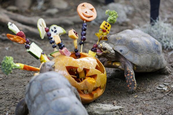 哥伦比亚卡利动物园，一只乌龟在享用南瓜碗里的美味水果。 - 俄罗斯卫星通讯社