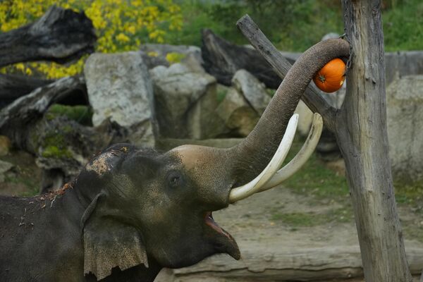 捷克共和国布拉格动物园，一头亚洲象拿到了为庆祝万圣节装扮的南瓜装饰。 - 俄罗斯卫星通讯社